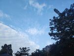 晴空下的树影风景