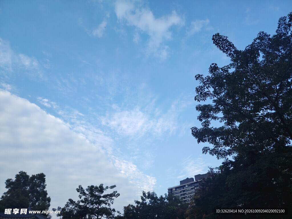 晴空下的树影风景