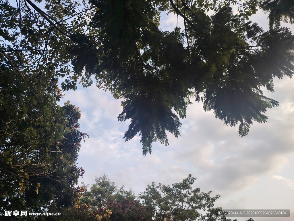 枝叶掩映的天空