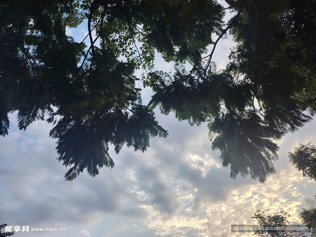 枝叶下的黄昏天空