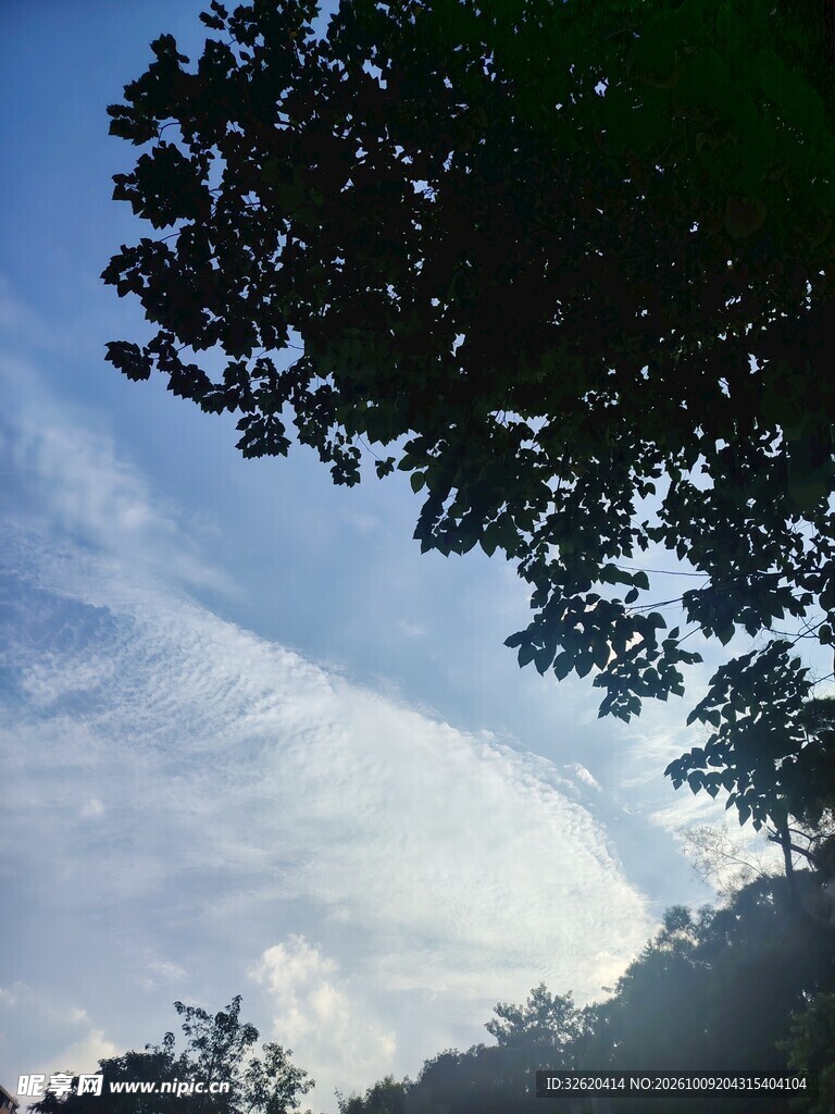 蓝天树影清新景致
