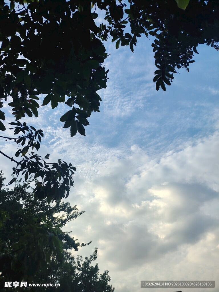 晴空下的树影