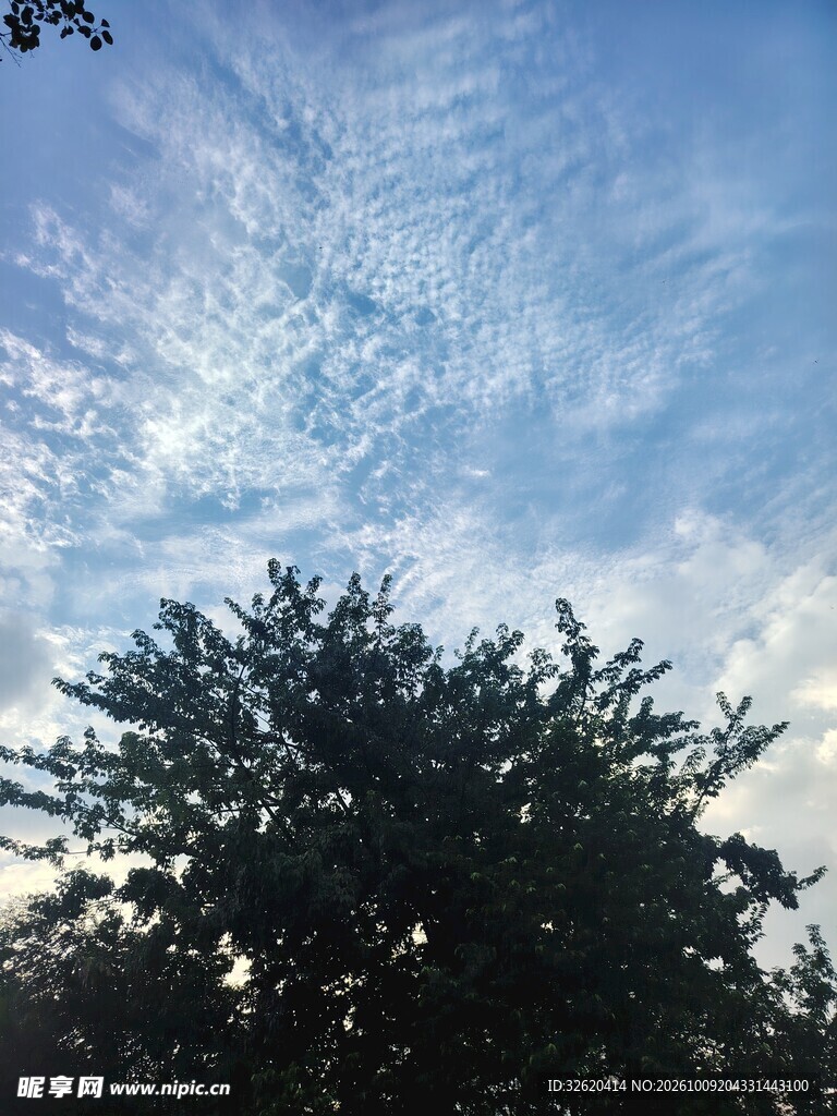 蓝天云下树影风光