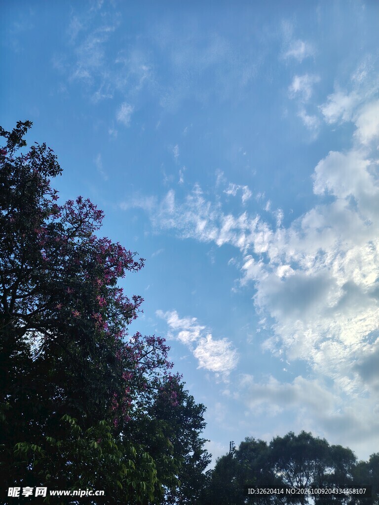 蓝天云下林木剪影