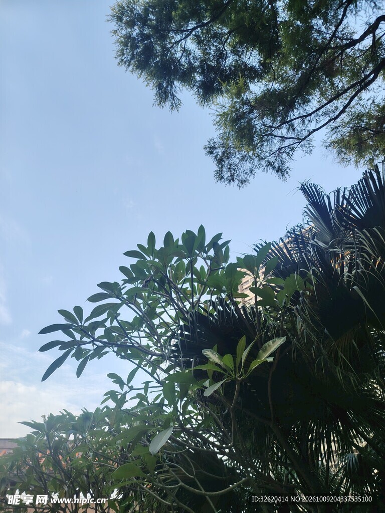 晴空下的绿植枝叶