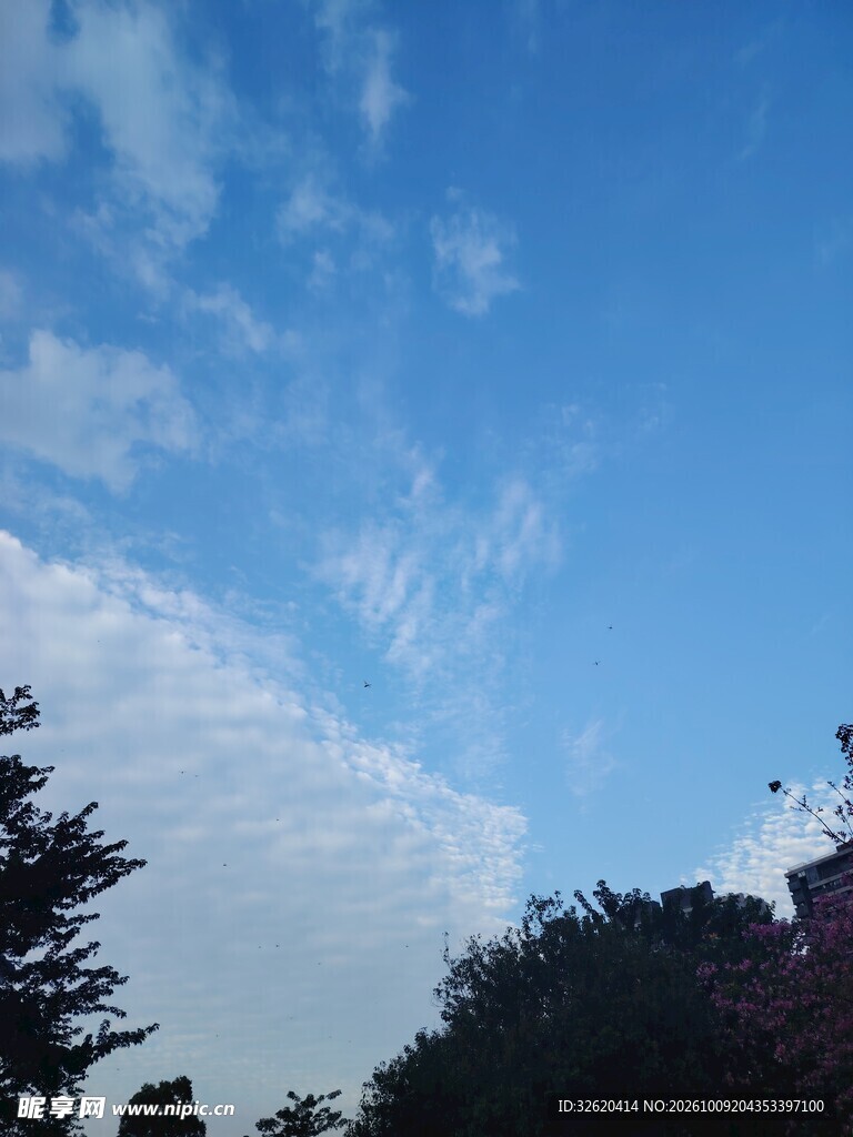 晴空下的树影