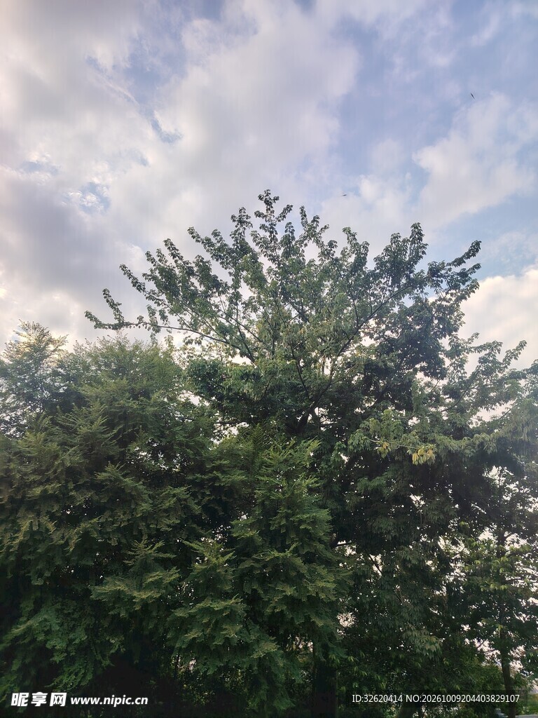 云天下的茂盛绿树