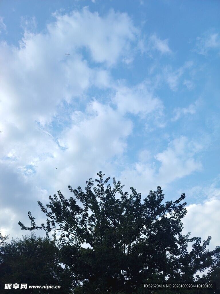 蓝天白云树梢风光
