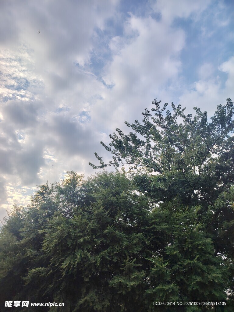 蓝天白云下的树林风光