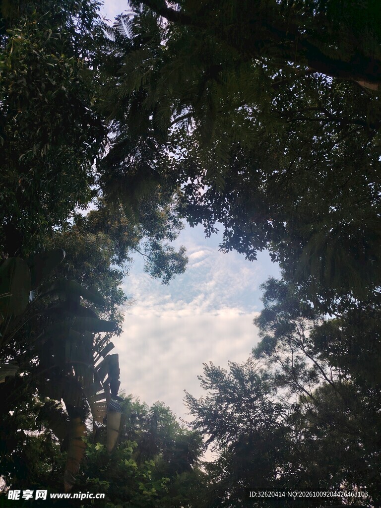 树影间的天空倒影