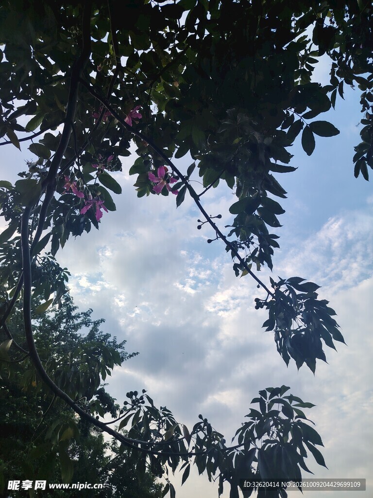 枝叶掩映的天空