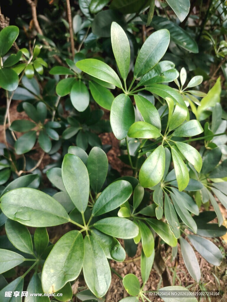 鸭脚木绿植枝叶特写