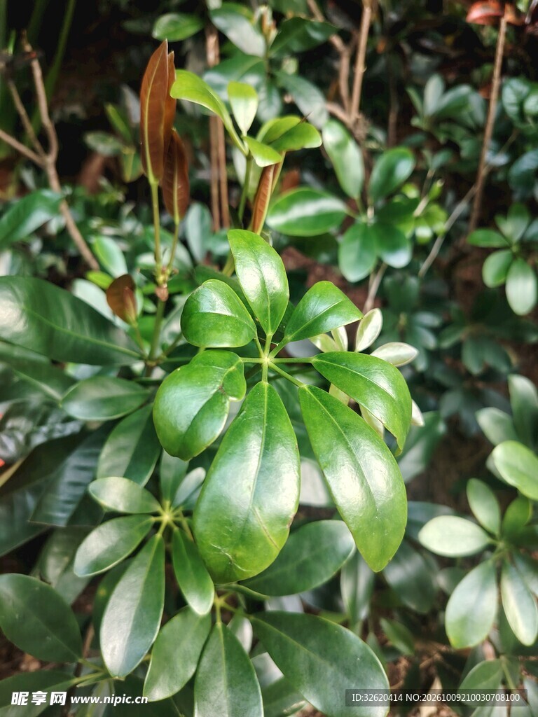 鸭脚木绿植特写