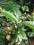 翠绿阔叶绿植特写