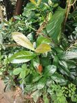 野外绿植特写