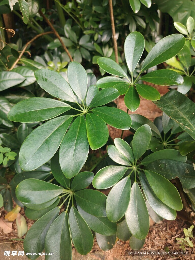 鸭脚木绿植叶片特写