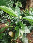 林间绿色野生植物