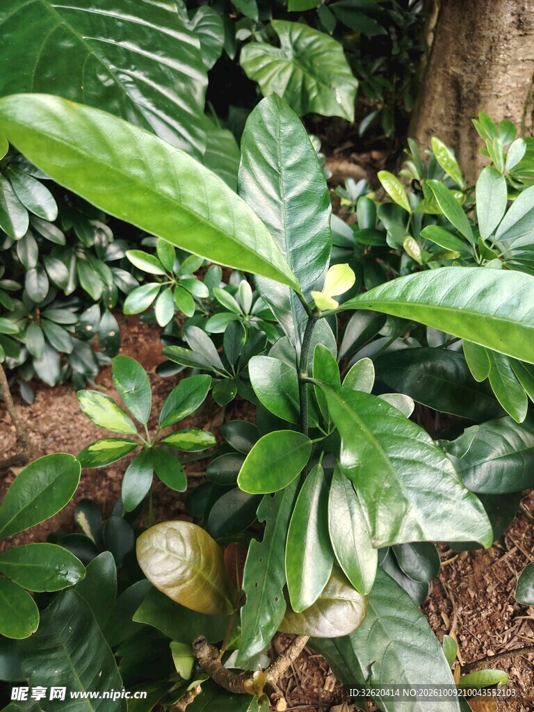 林间绿色野生植物