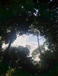 林间树隙仰望天空