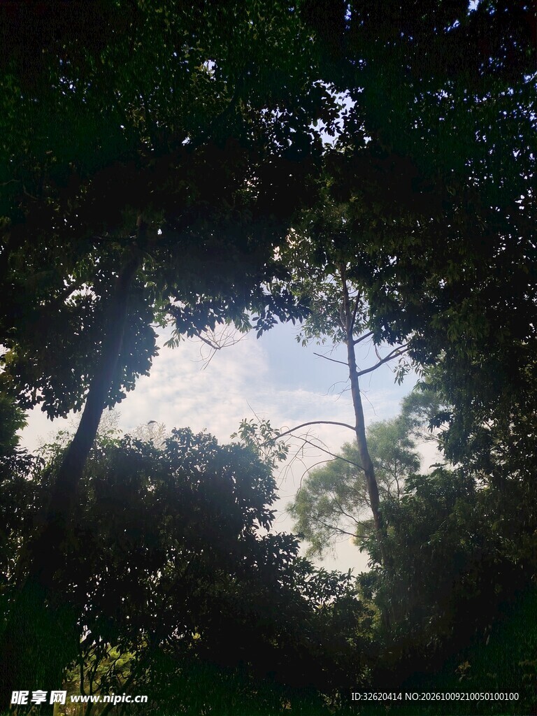 林间树隙仰望天空