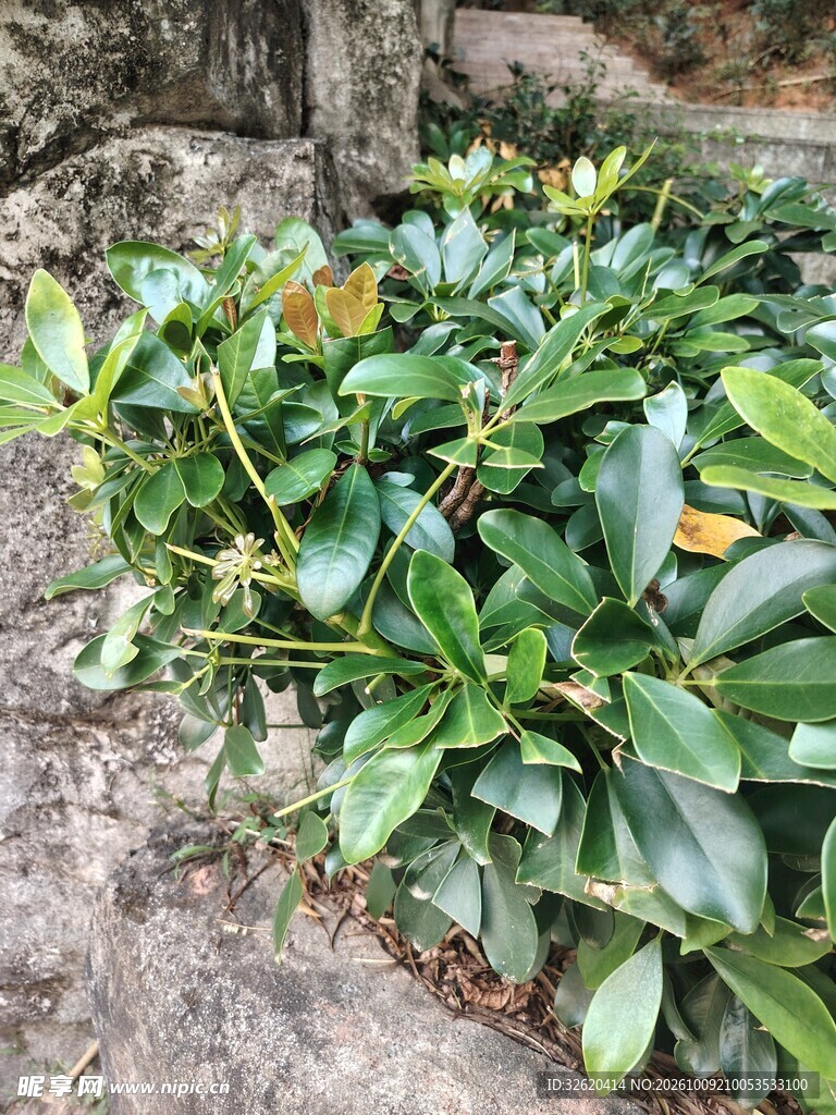 墙边翠绿灌木绿植