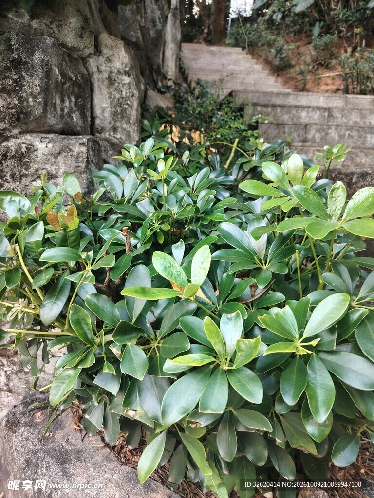 石阶旁的常绿灌木