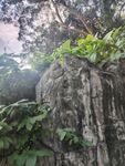 林间巨石绿植自然风景