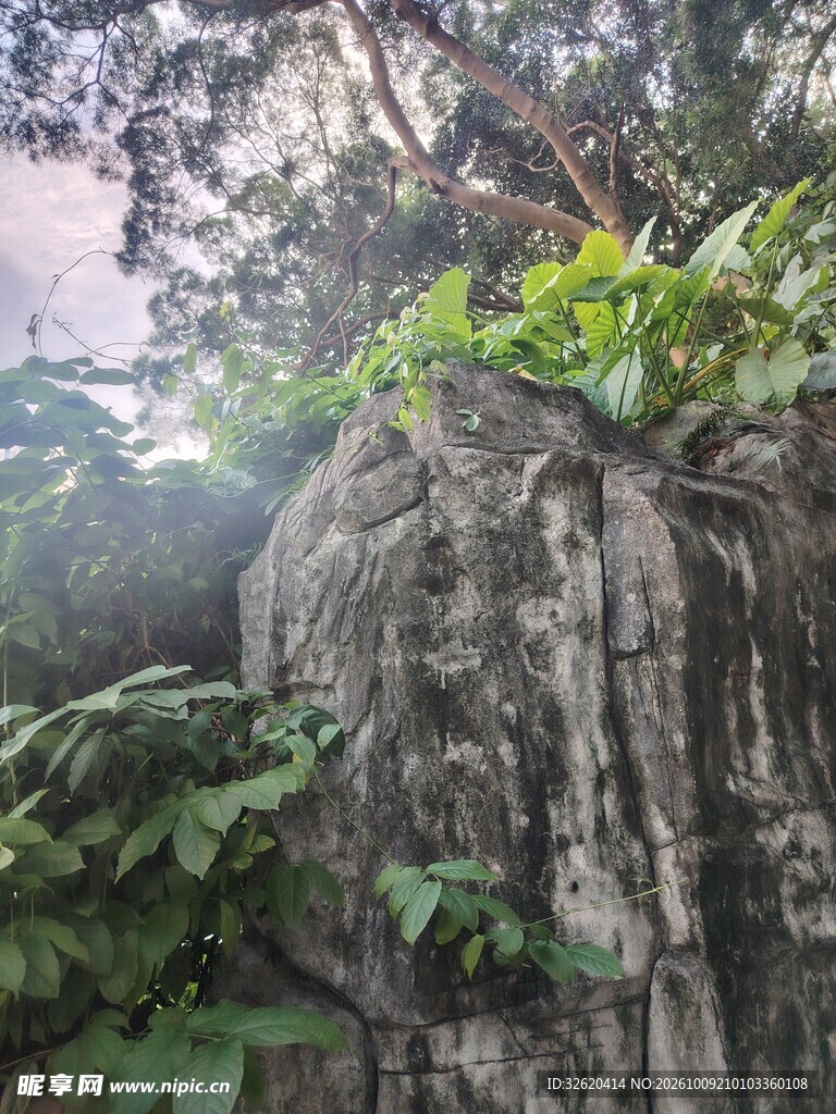 林间巨石绿植自然风景