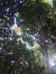 林间仰拍树隙天光