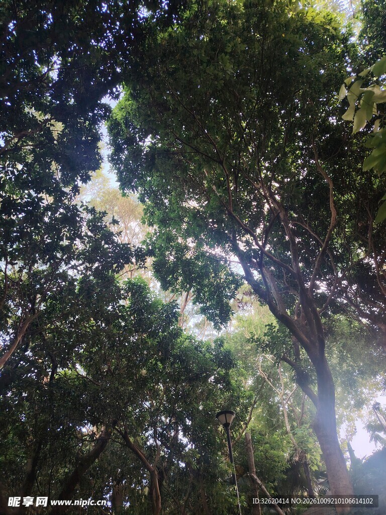 林间仰拍树隙天光