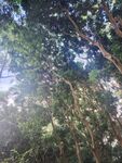 林间透光清新自然景致