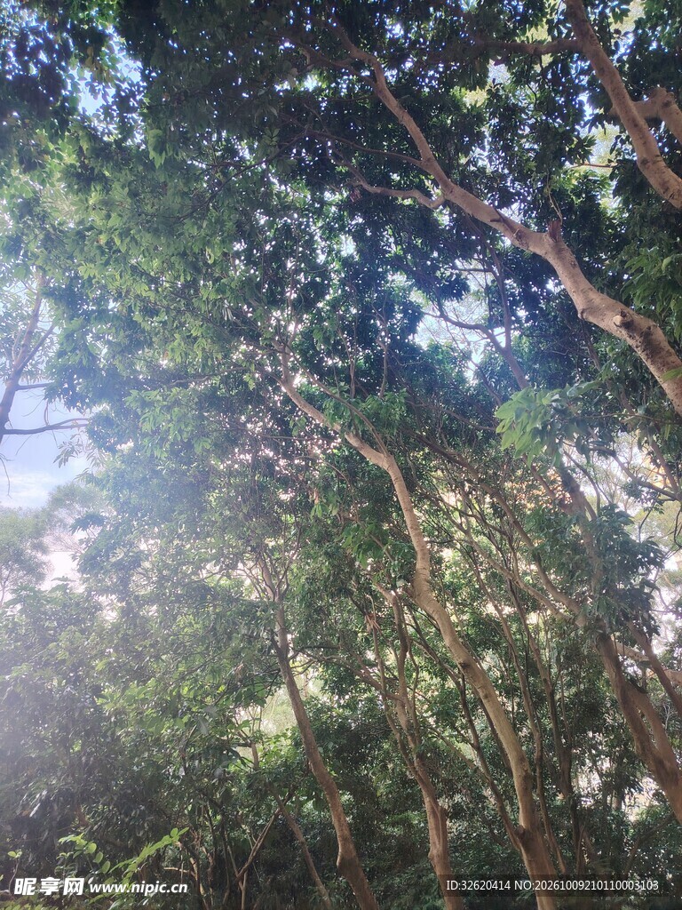 林间透光清新自然景致