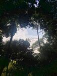 林间树隙望晴空