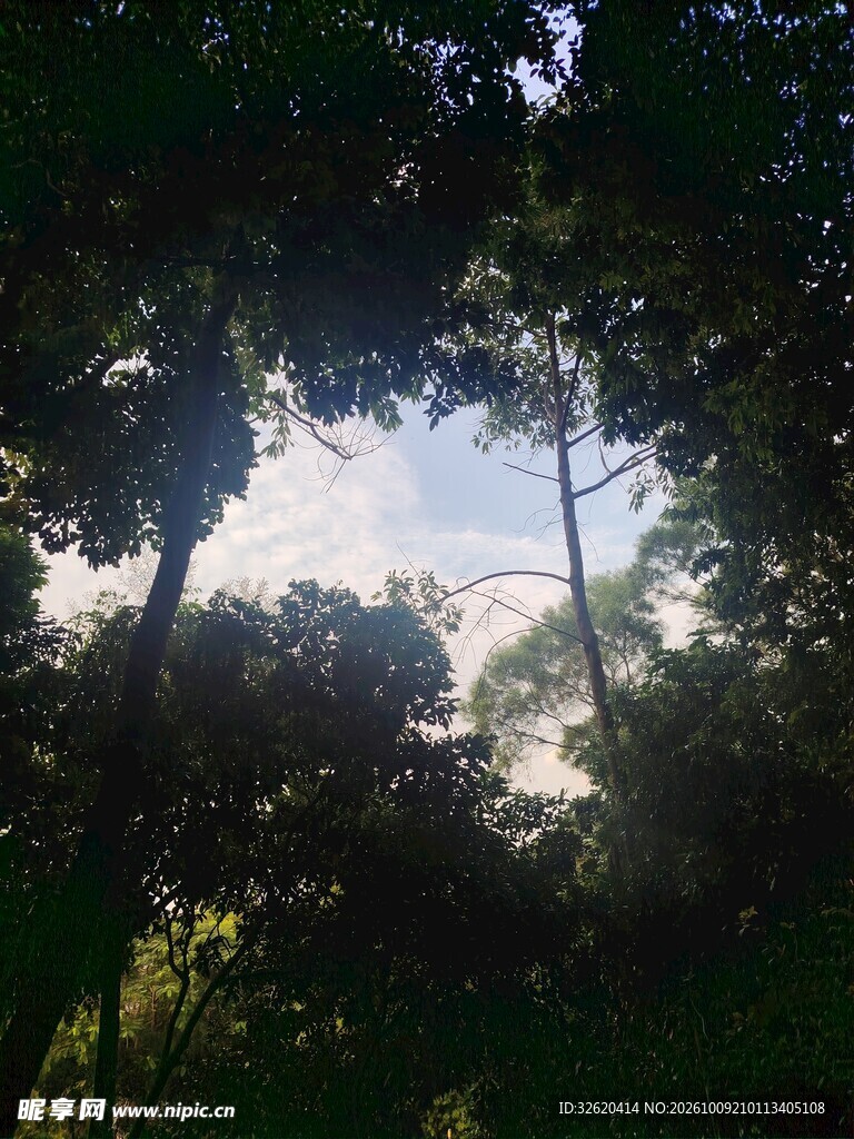 林间树隙望晴空