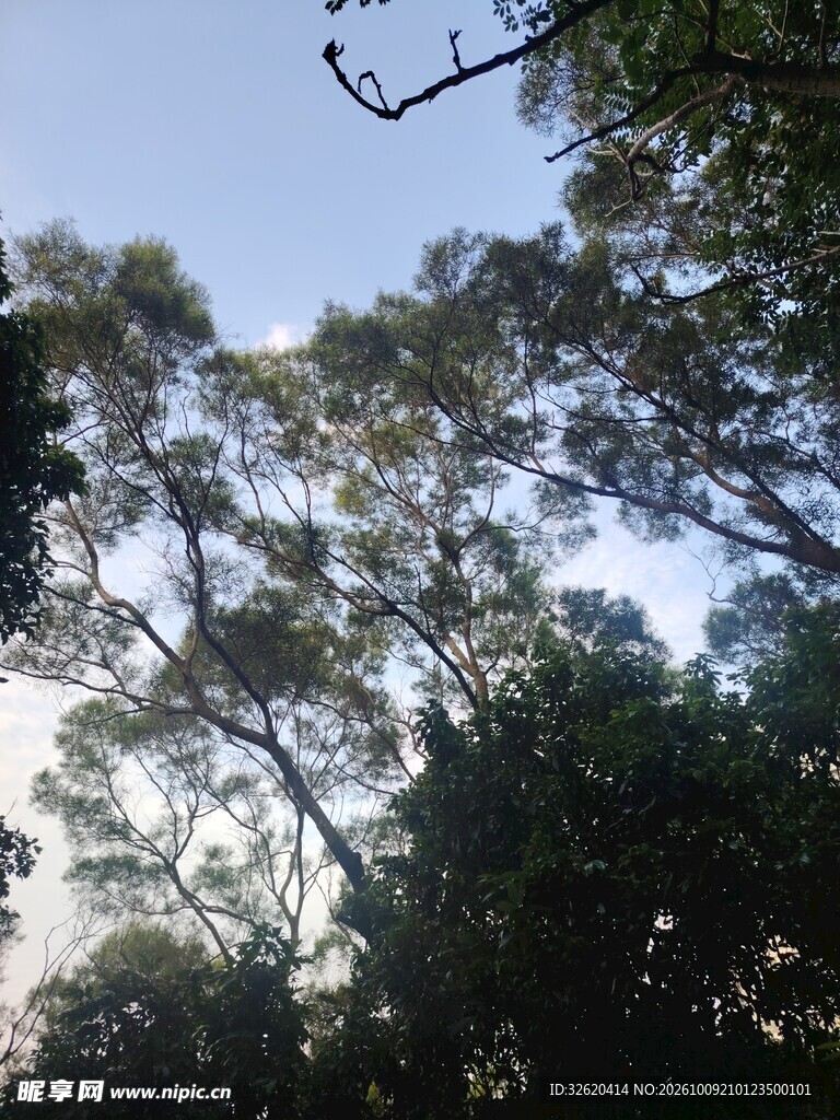 仰拍林间蓝天树影