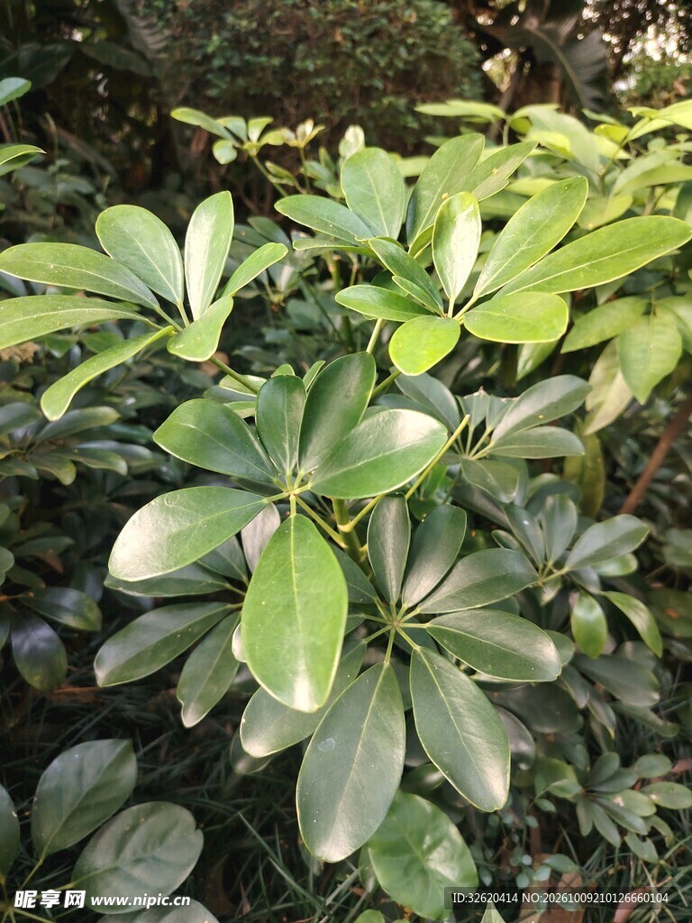 鹅掌柴绿植枝叶特写