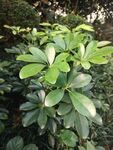 鹅掌柴绿植特写