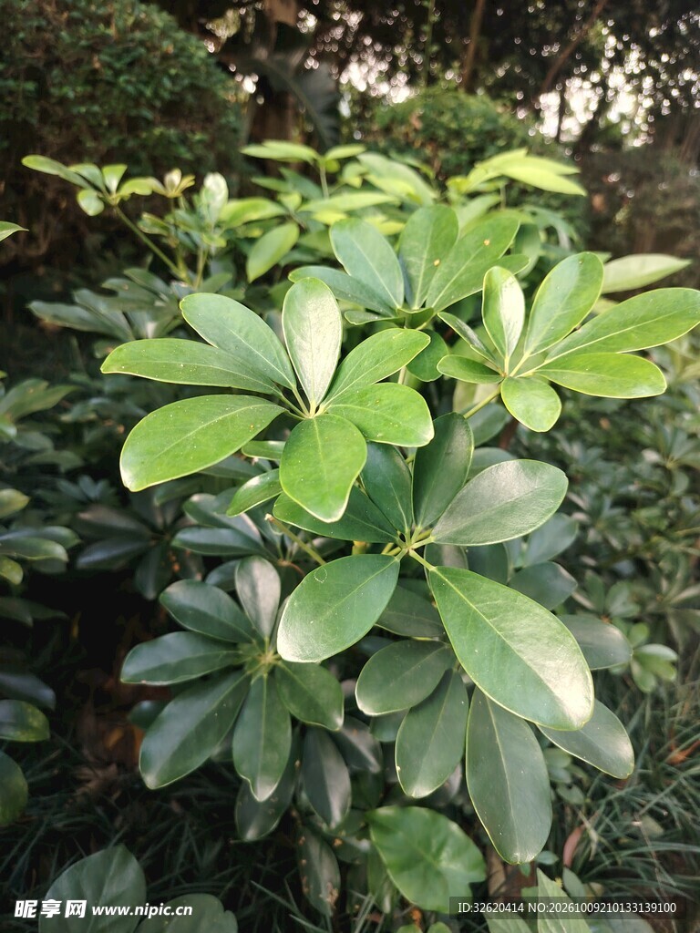 鹅掌柴绿植特写