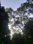 林间树隙望天空