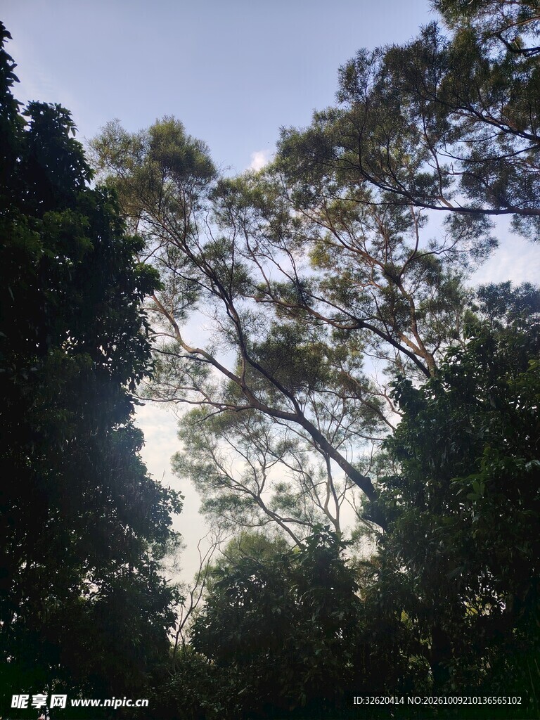 林间树隙望天空