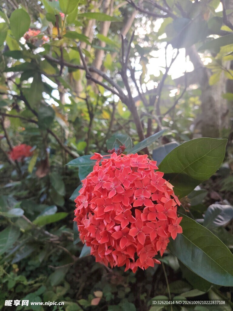 龙船花