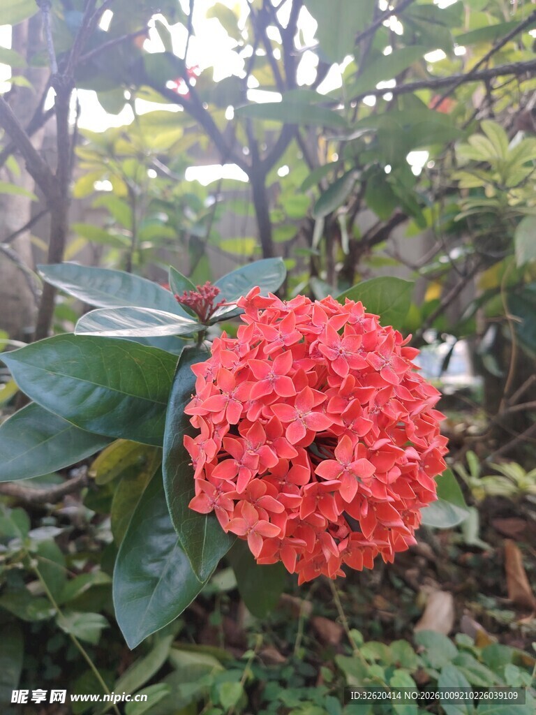 龙船花
