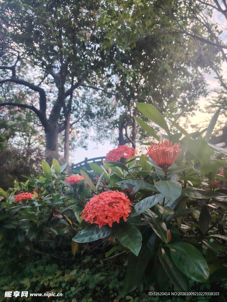 龙船花