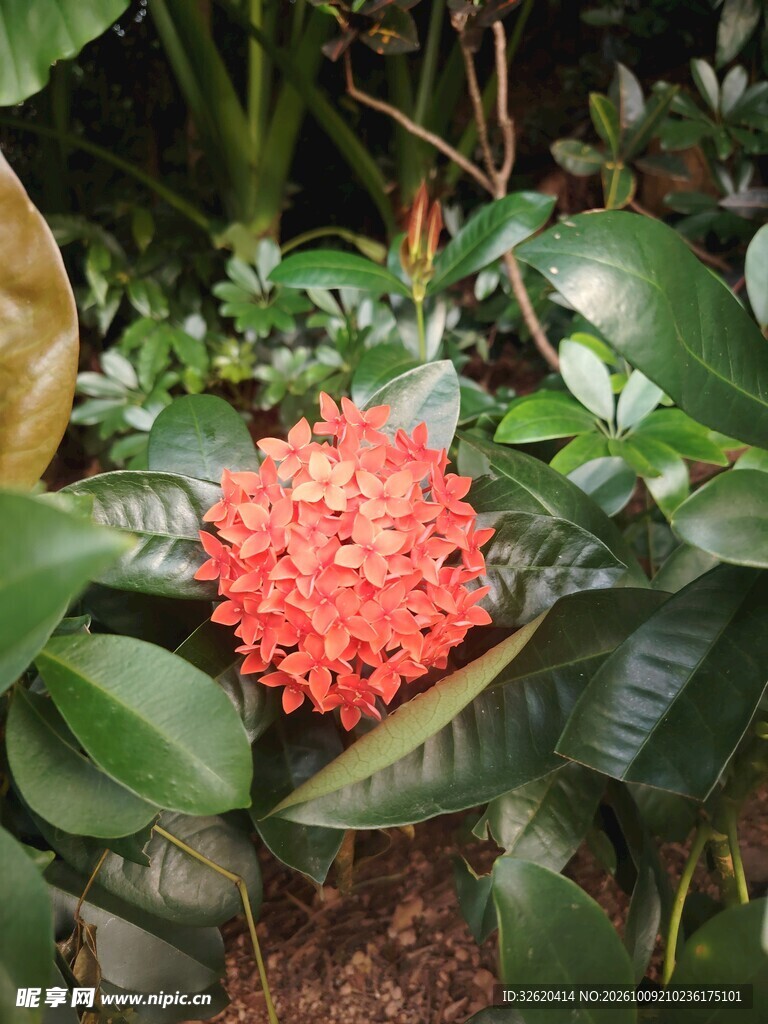 龙船花