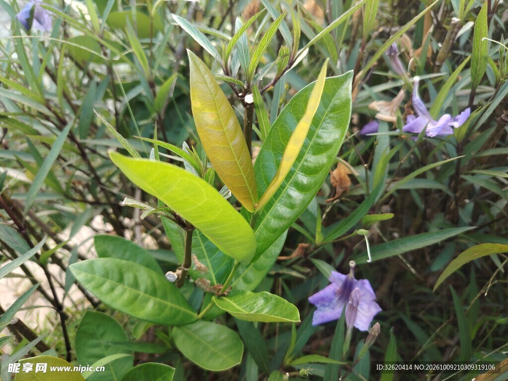 野地绿植嫩叶紫花