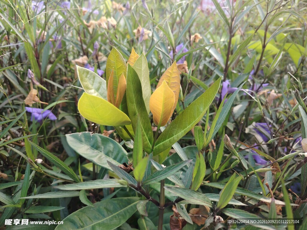 野外草本植物特写