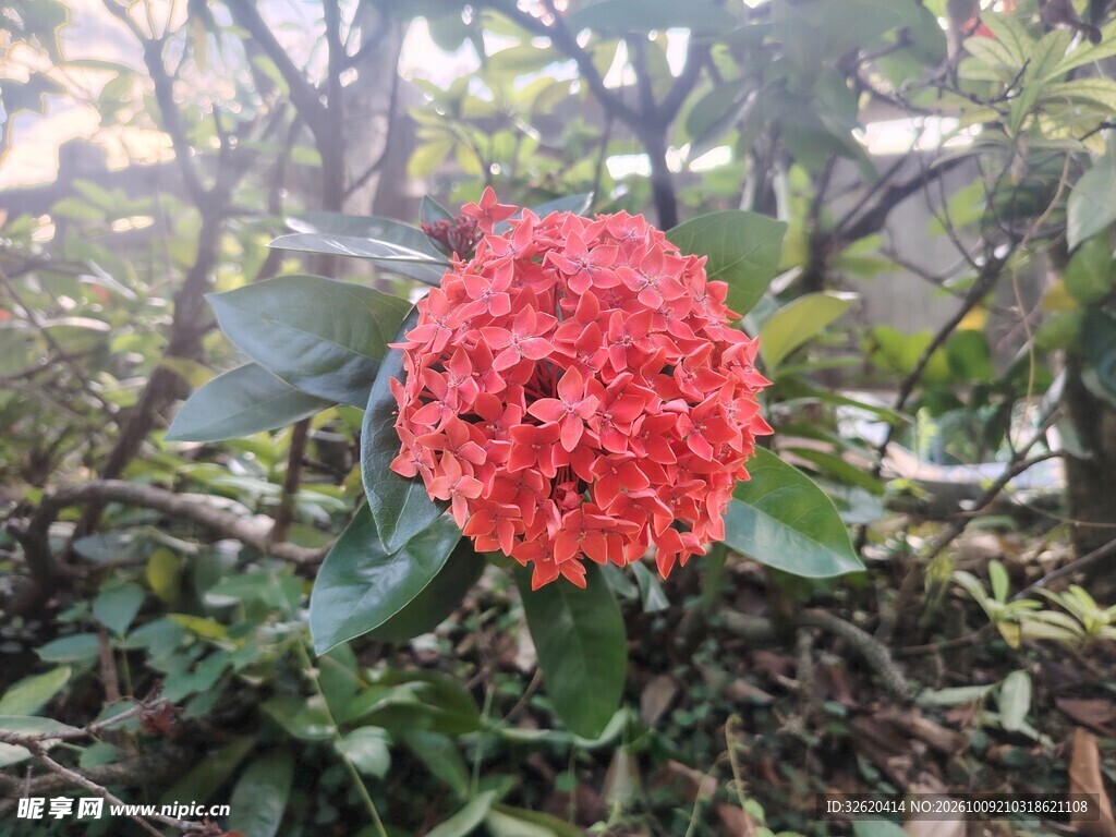 龙船花