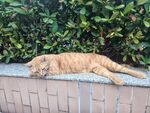 墙沿休憩的橘猫