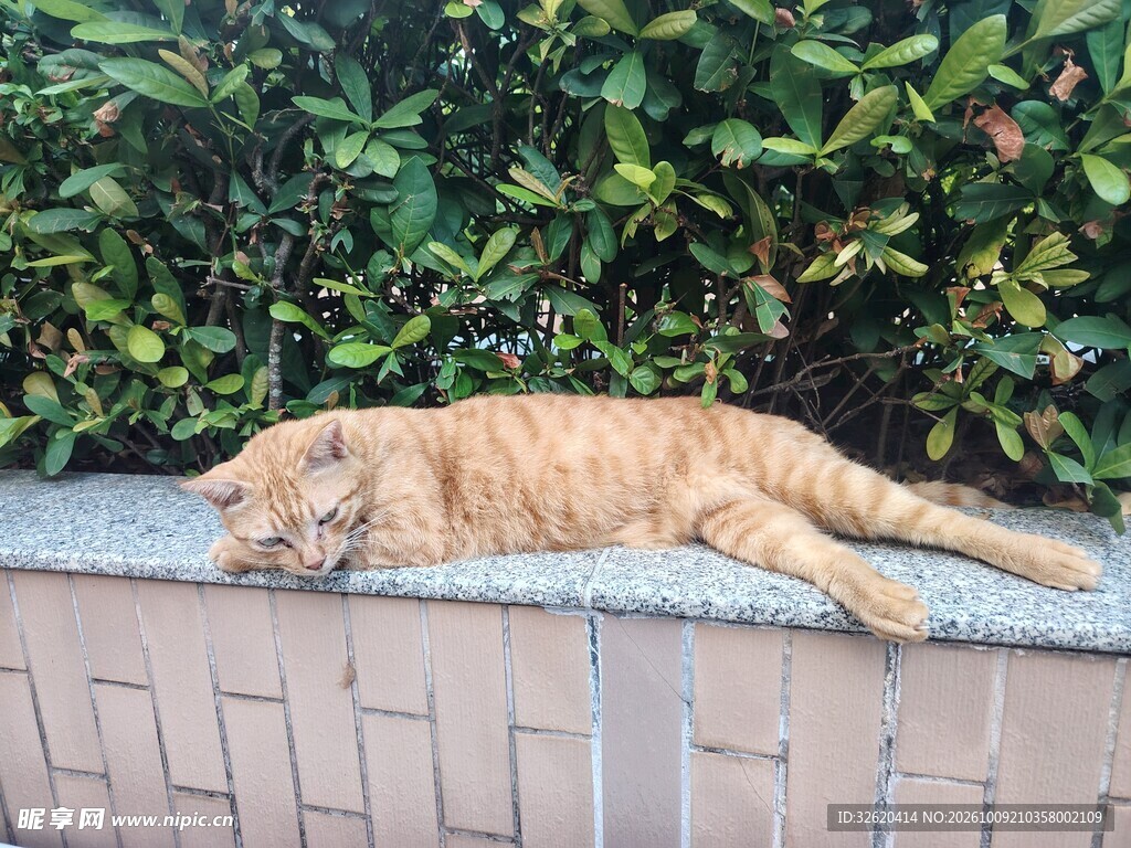 墙沿休憩的橘猫