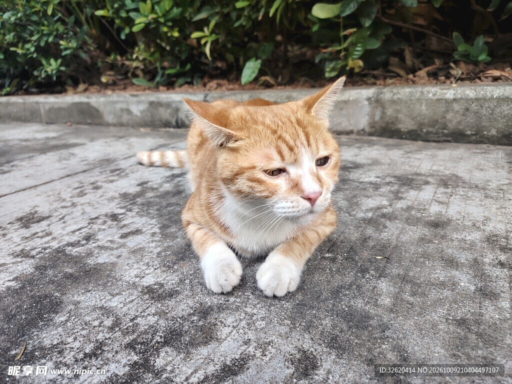 路边慵懒小橘猫